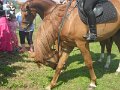 Den deti 2017   101